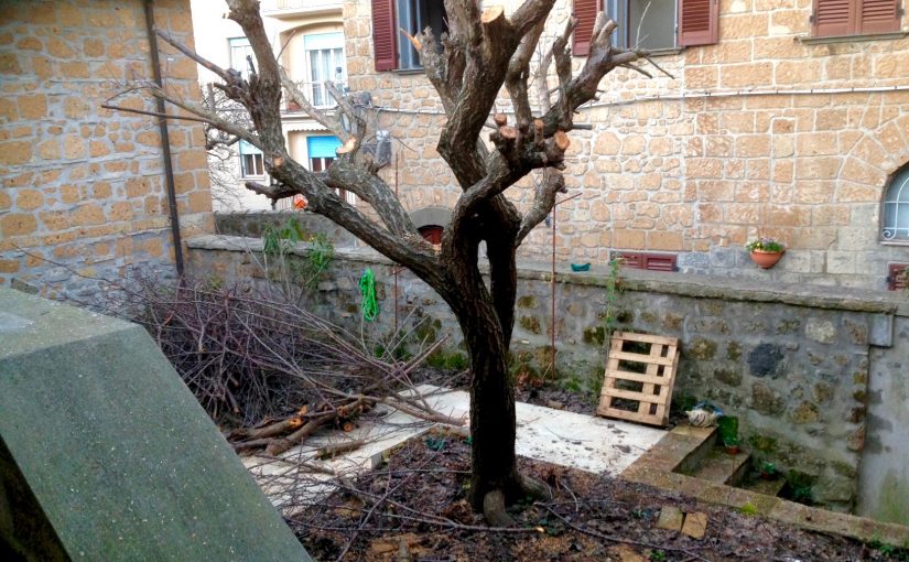 The Apricot